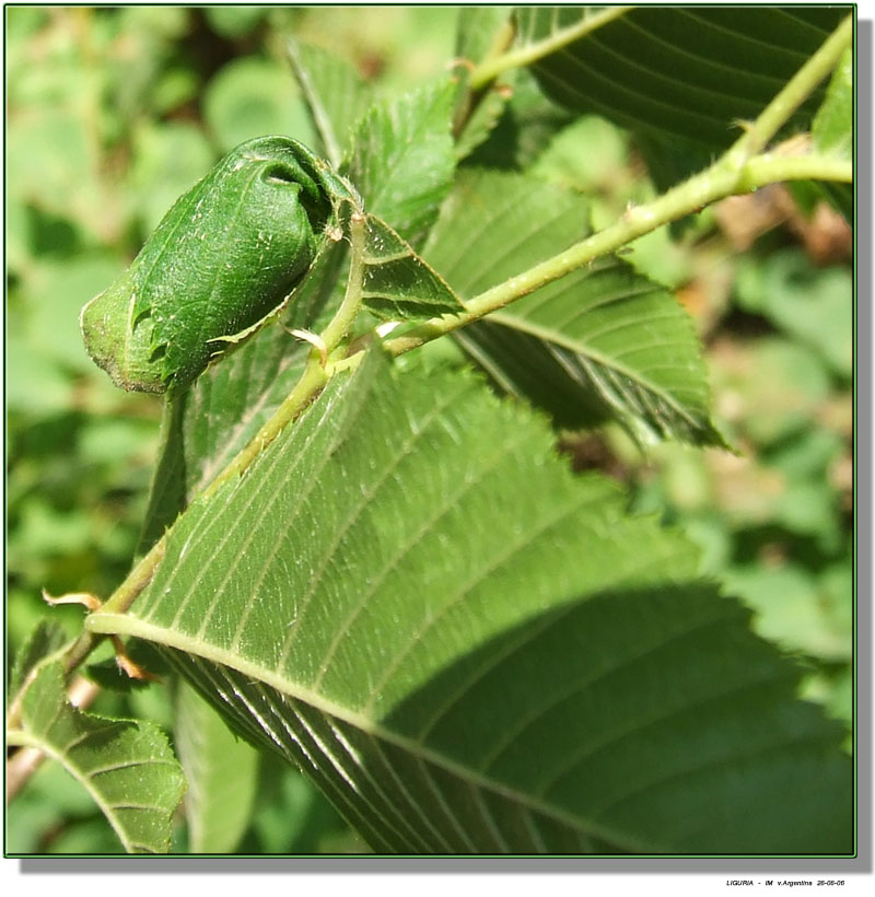 Barilotto di Curculionidae